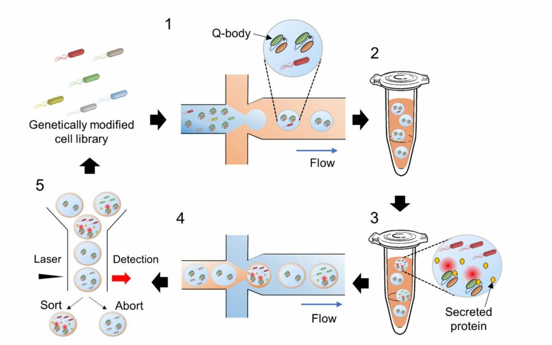 A novel high-throughput method for screening protein-secreting microbial strains