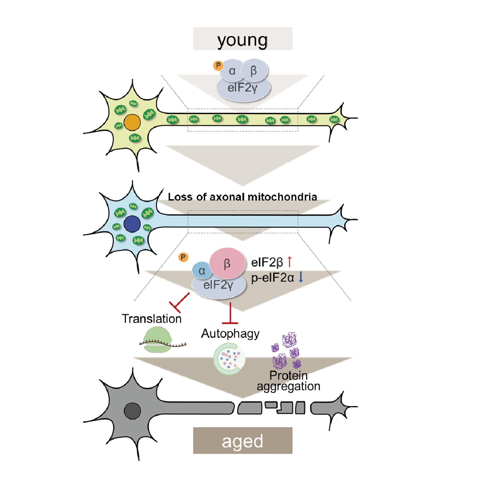 empty-handed-neurons-m