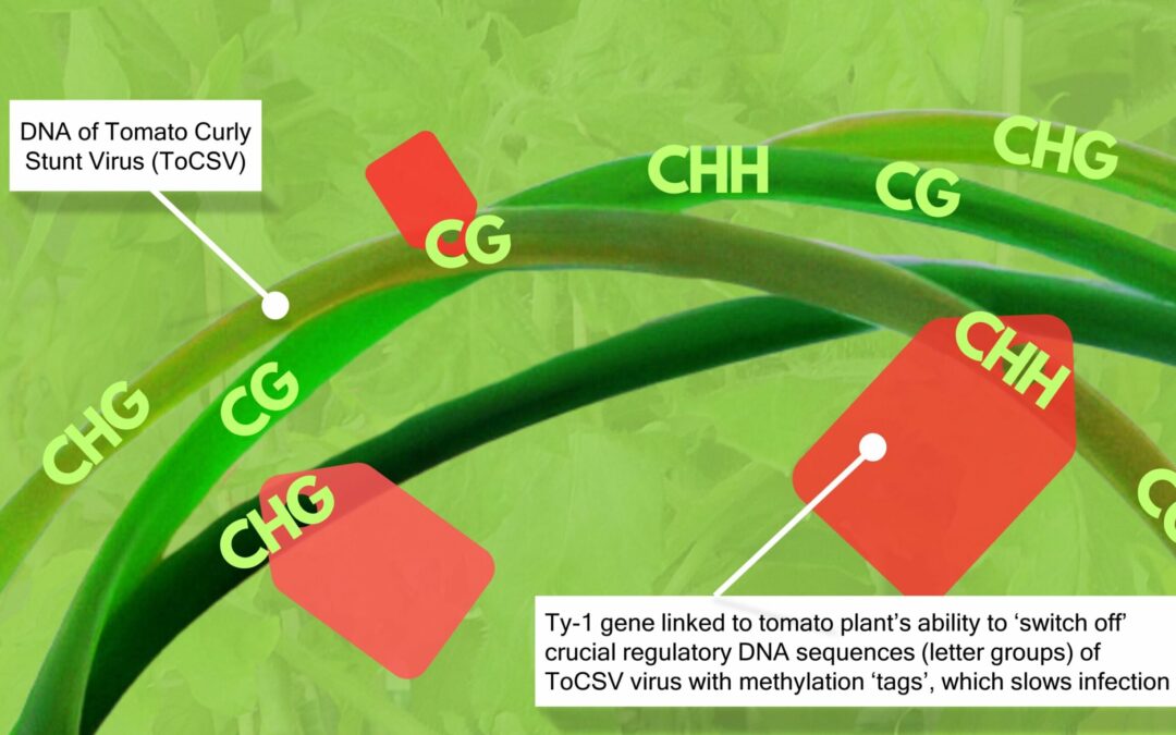 Research explores first defense against devastating ToCSV tomato virus at a molecular genetics level
