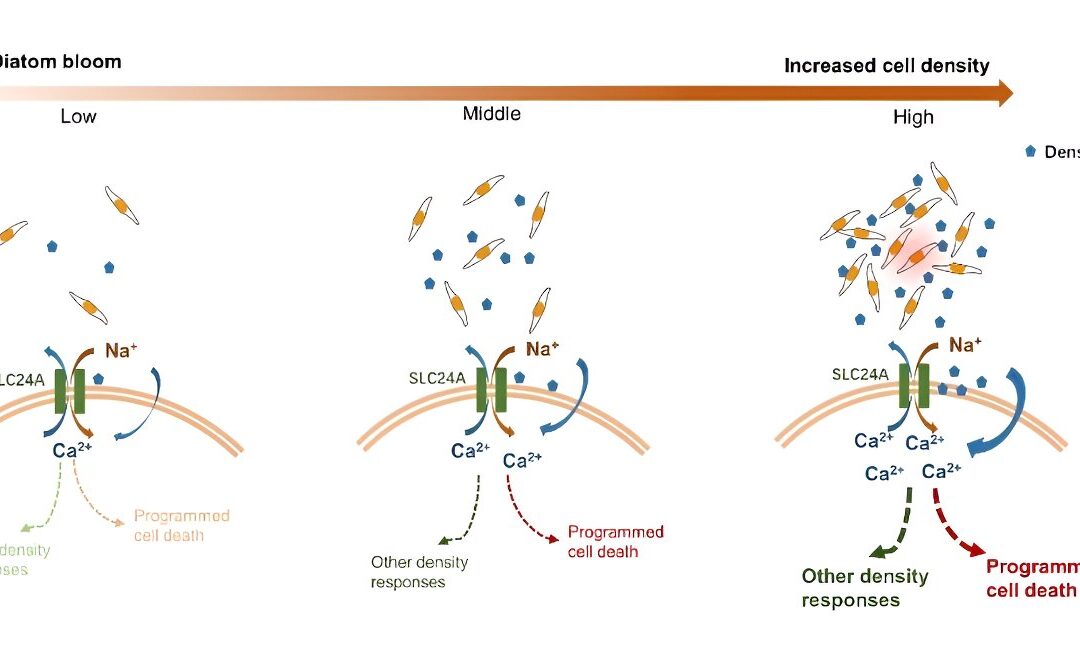 Gene editing technology reveals molecular mechanisms governing diatom population density signals