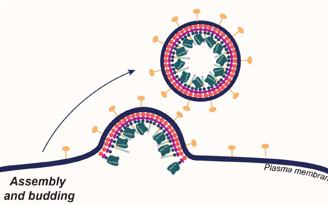 Highly targeted CRISPR delivery system advances gene editing in living animals