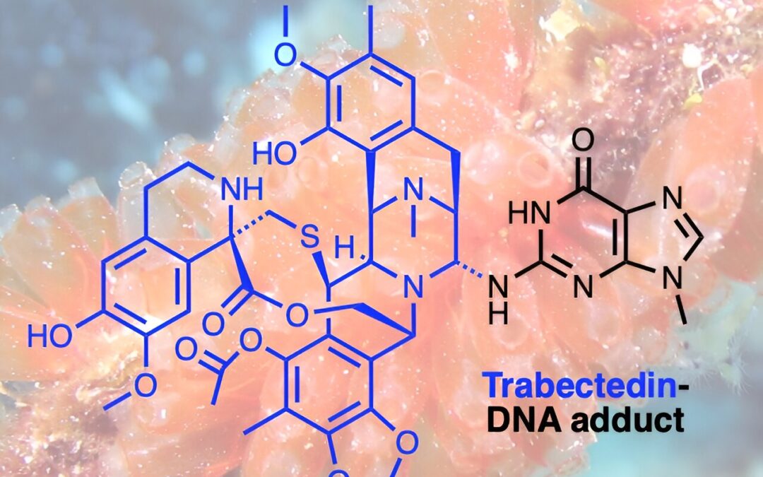 How a natural compound from sea squirts combats cancer