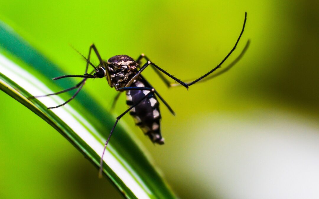 Generation game: Gene-edited mosquitos to fight malaria