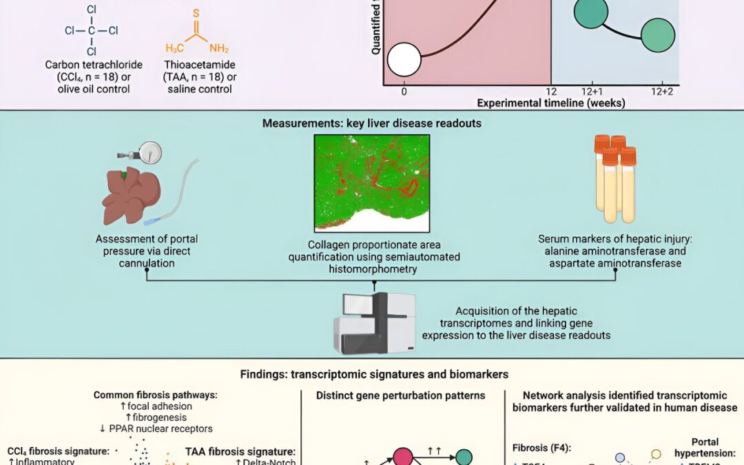 New insights into genetic mechanisms could improve treatment of liver fibrosis