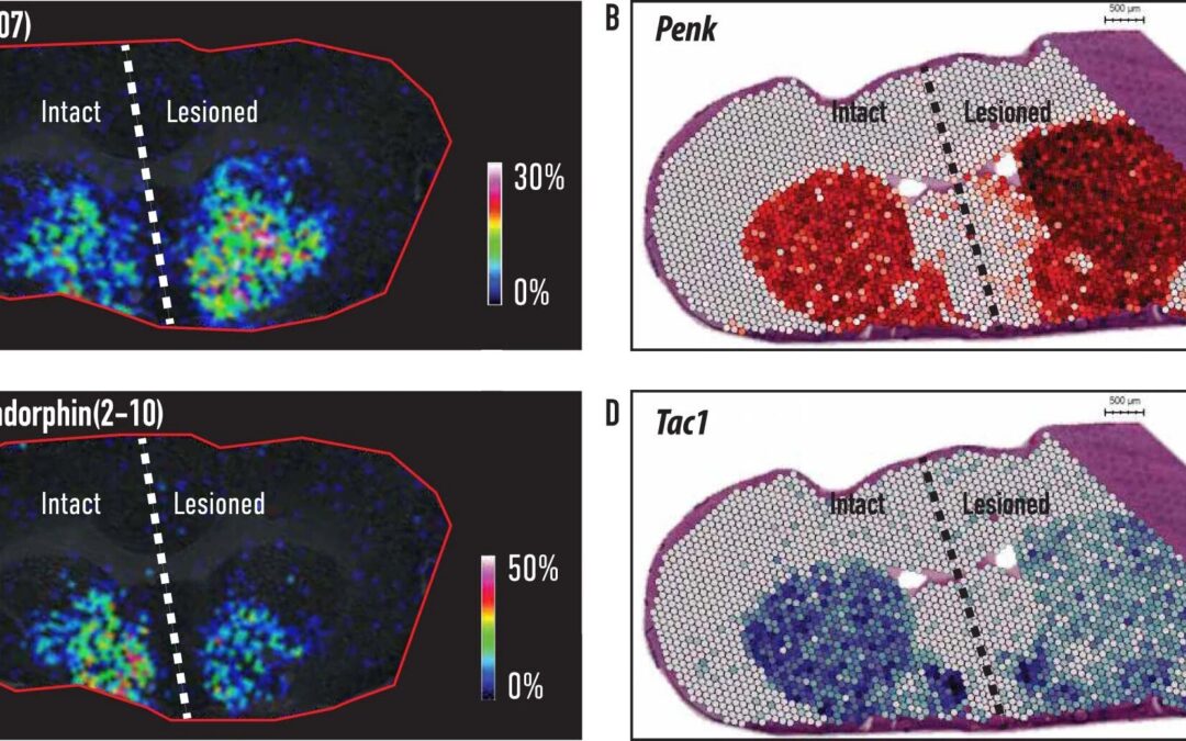 Researchers create new spatial omics method