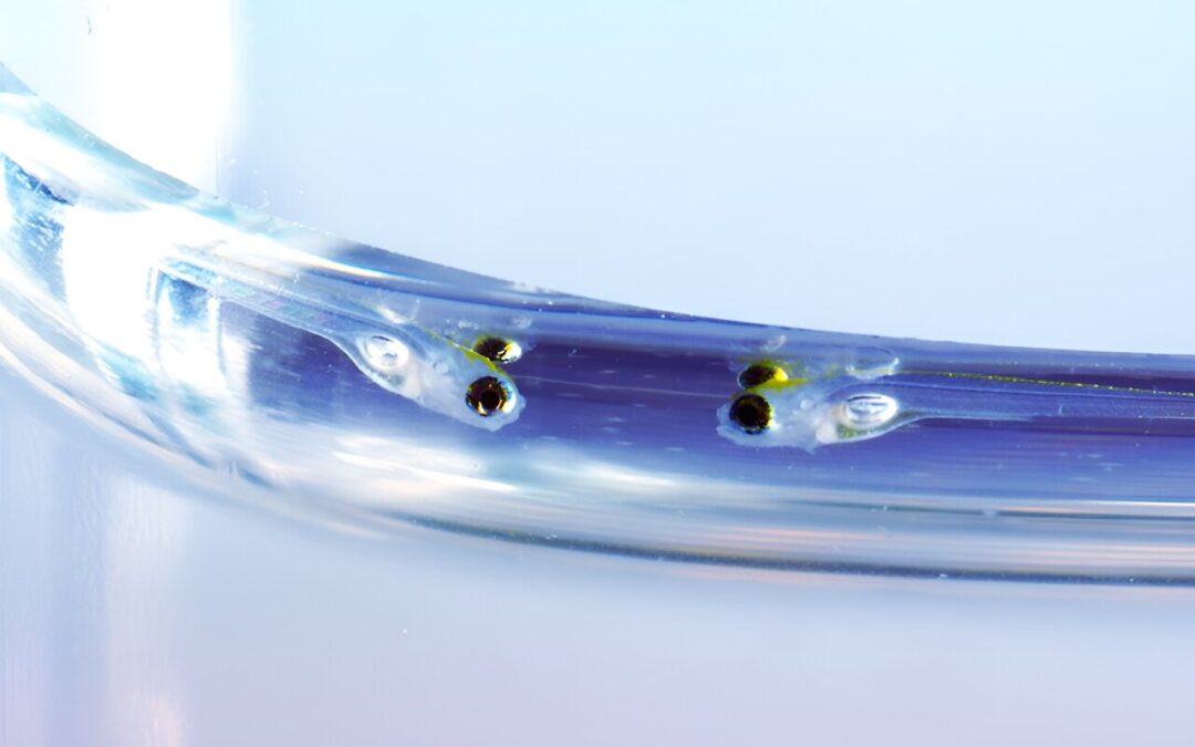 Researchers create genetic atlas detailing early stages of zebrafish development