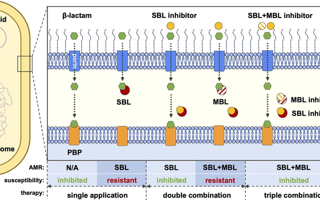 Novel triple drug combination effective against antibiotic-resistant bacteria