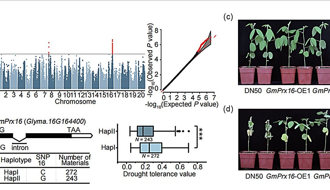 Peroxidase gene found to confer drought tolerance in soybean