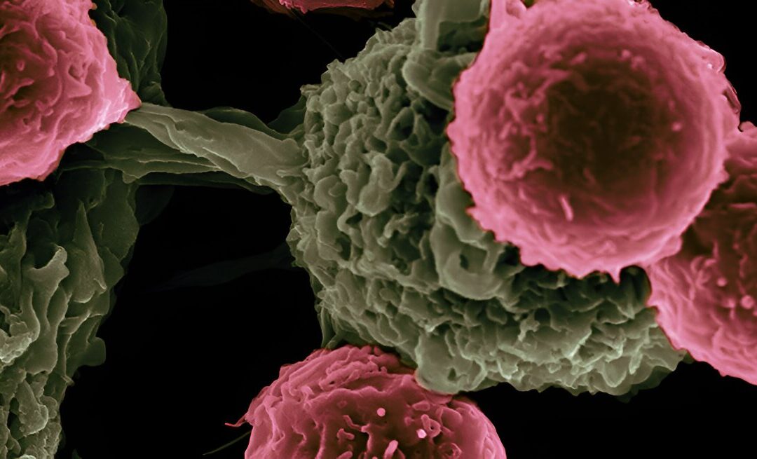Re-exposing a cancer protein to enhance immunotherapy