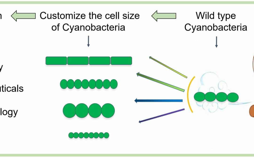 Researchers report novel cell size regulation mechanism in cyanobacteria