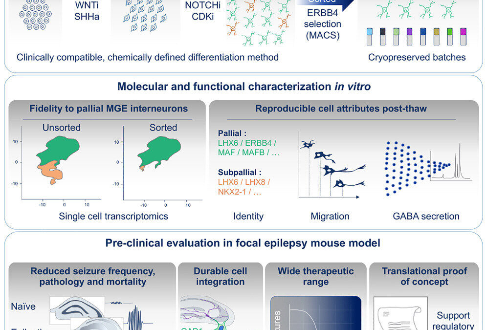 Regenerative cell therapy for epilepsy