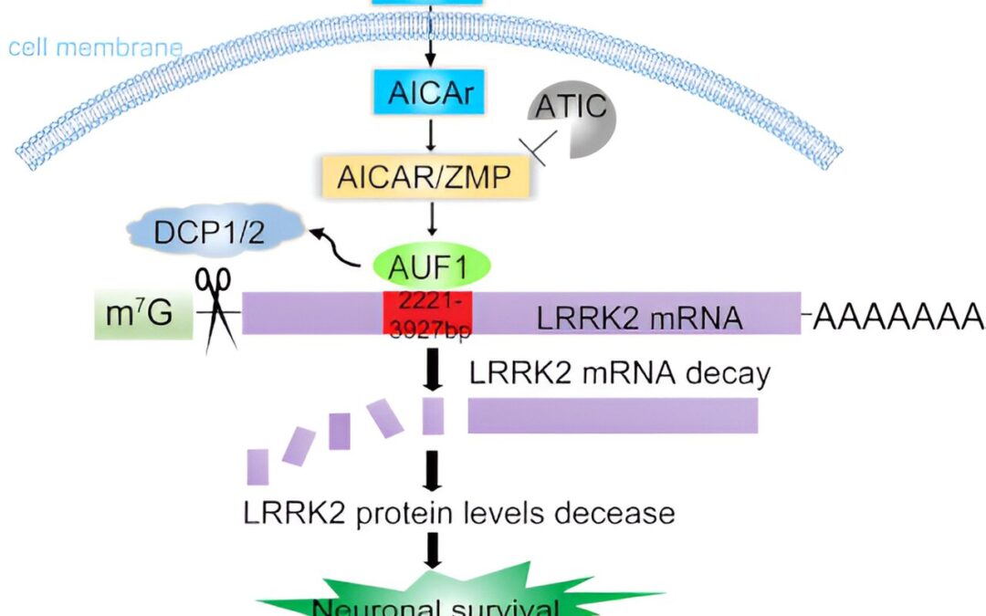 Researcher identifies key mechanism in Parkinson’s disease