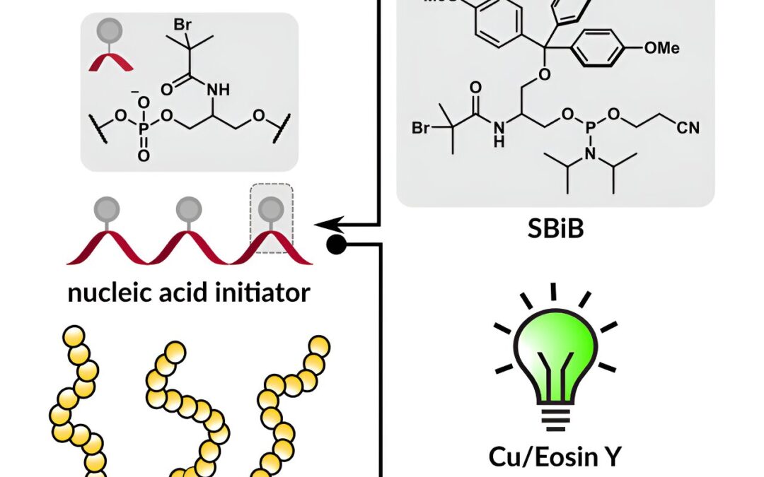 Researchers develop a new reagent and method to create DNA and RNA polymer biohybrids