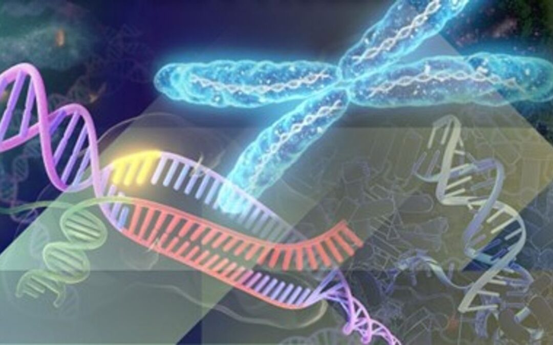 Optimizing Gene Editing with PARP1 CRISPR Plasmids