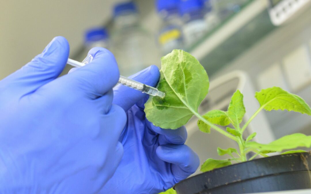 Novel RNA- or DNA-based substances can protect plants from viruses, scientists show