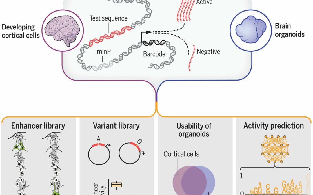 Scientists leverage machine learning to decode gene regulation in the developing human brain