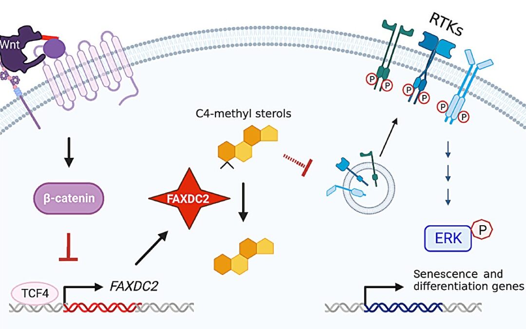 Scientists uncover a crucial link between cholesterol synthesis and cancer progression