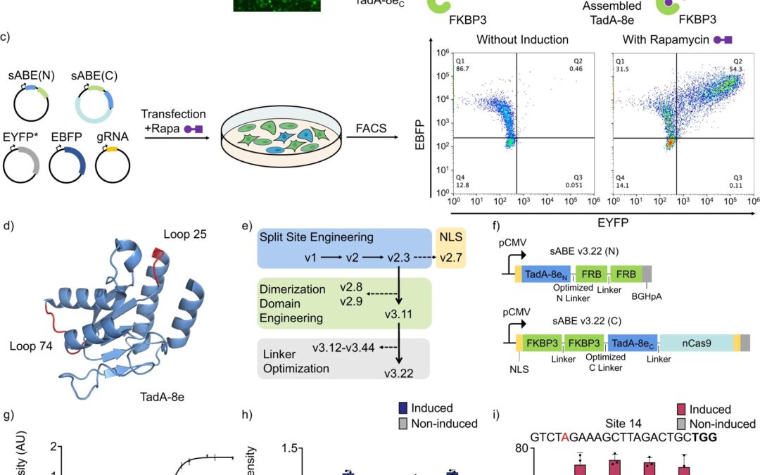 Split gene-editing tool offers greater precision