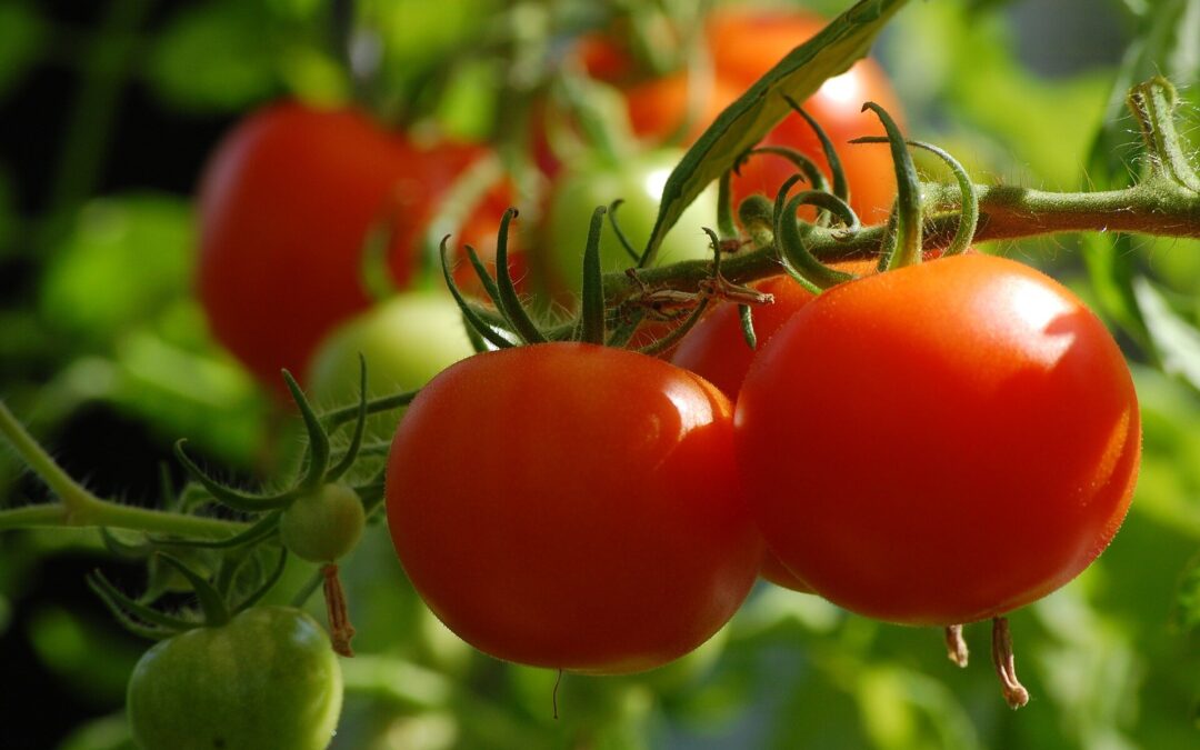 Aroma compound found to reduce the effects of drought, improve productivity of tomato plants