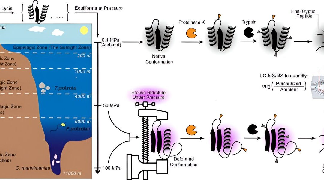 With AI, extreme microbe reveals how life’s building blocks adapt to high pressure