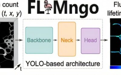AI and open-source software promise faster, easier biomedical imaging