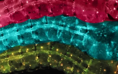 A Single Genetic Tweak Stops Mosquitoes from Spreading Malaria