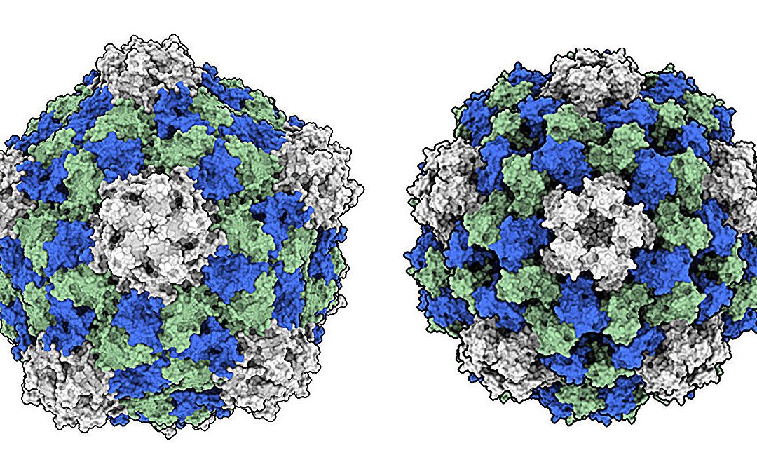 Plant virus triggers immune response that targets and destroys cancer cells
