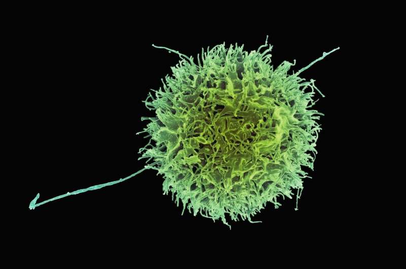 nk-cell