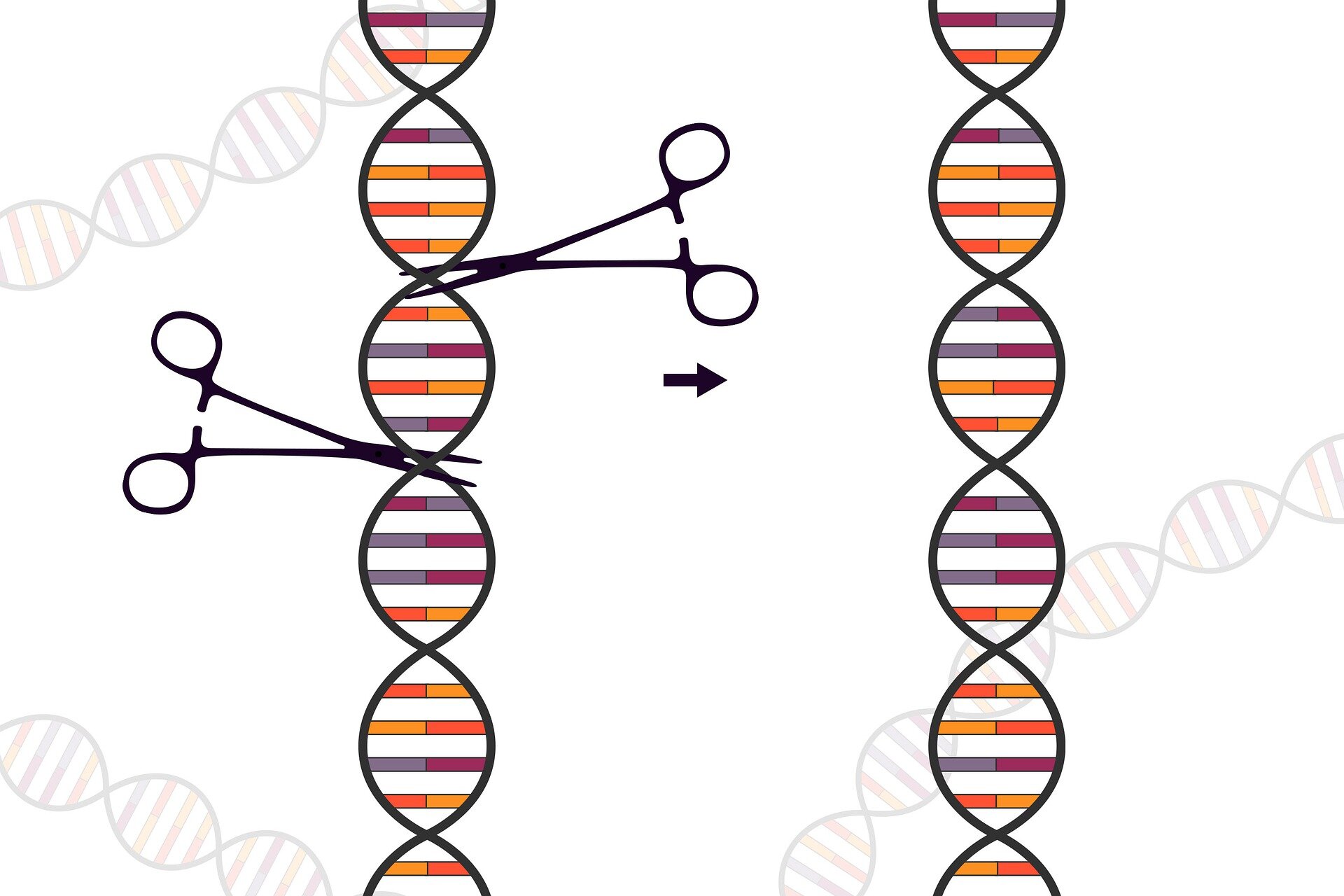 crispr-cas