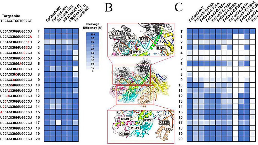 Ultrasensitive liquid biopsy method detects low-frequency cancer mutations
