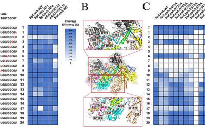 Ultrasensitive liquid biopsy method detects low-frequency cancer mutations
