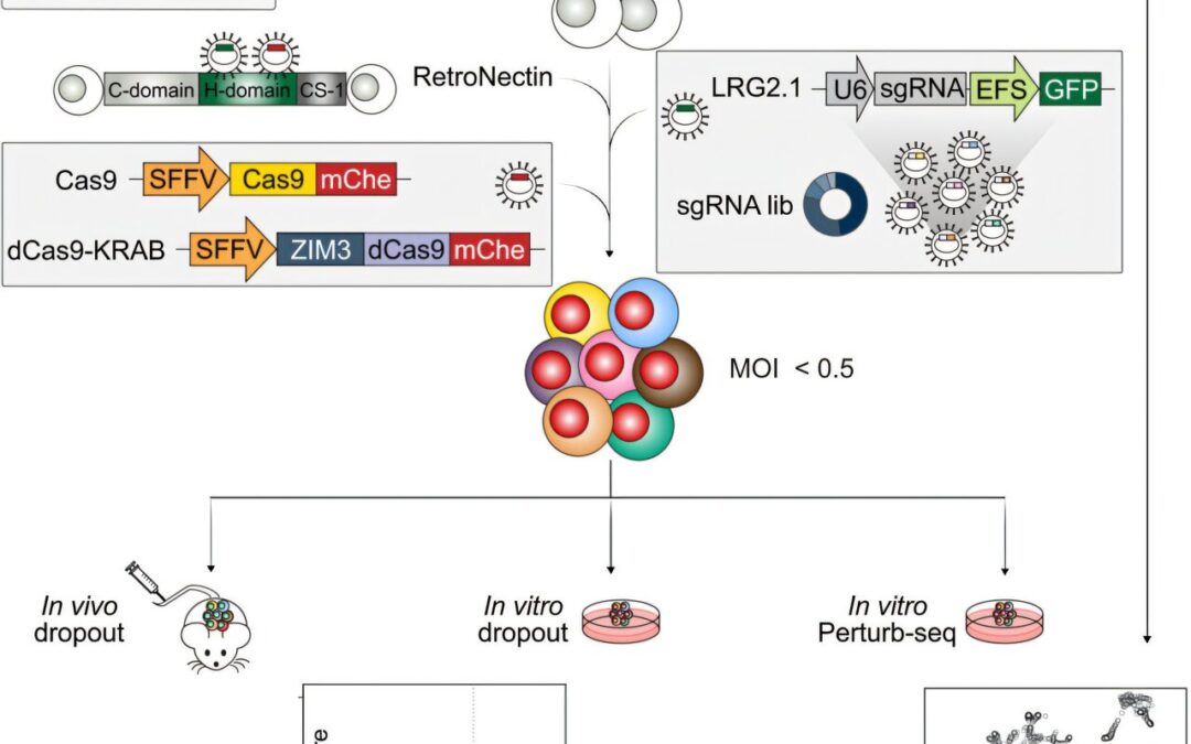 CRISPR-based platform pinpoints drivers of leukaemia in patient cells