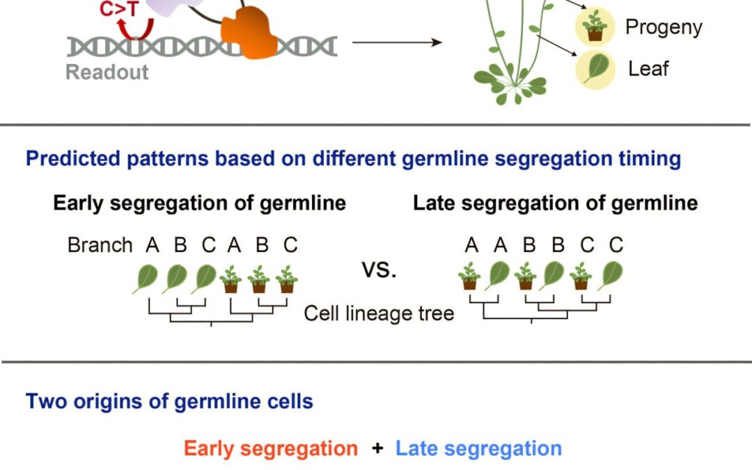 Cell lineage tracing reveals early‑segregated germline in plants