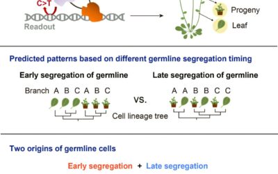 Cell lineage tracing reveals early‑segregated germline in plants