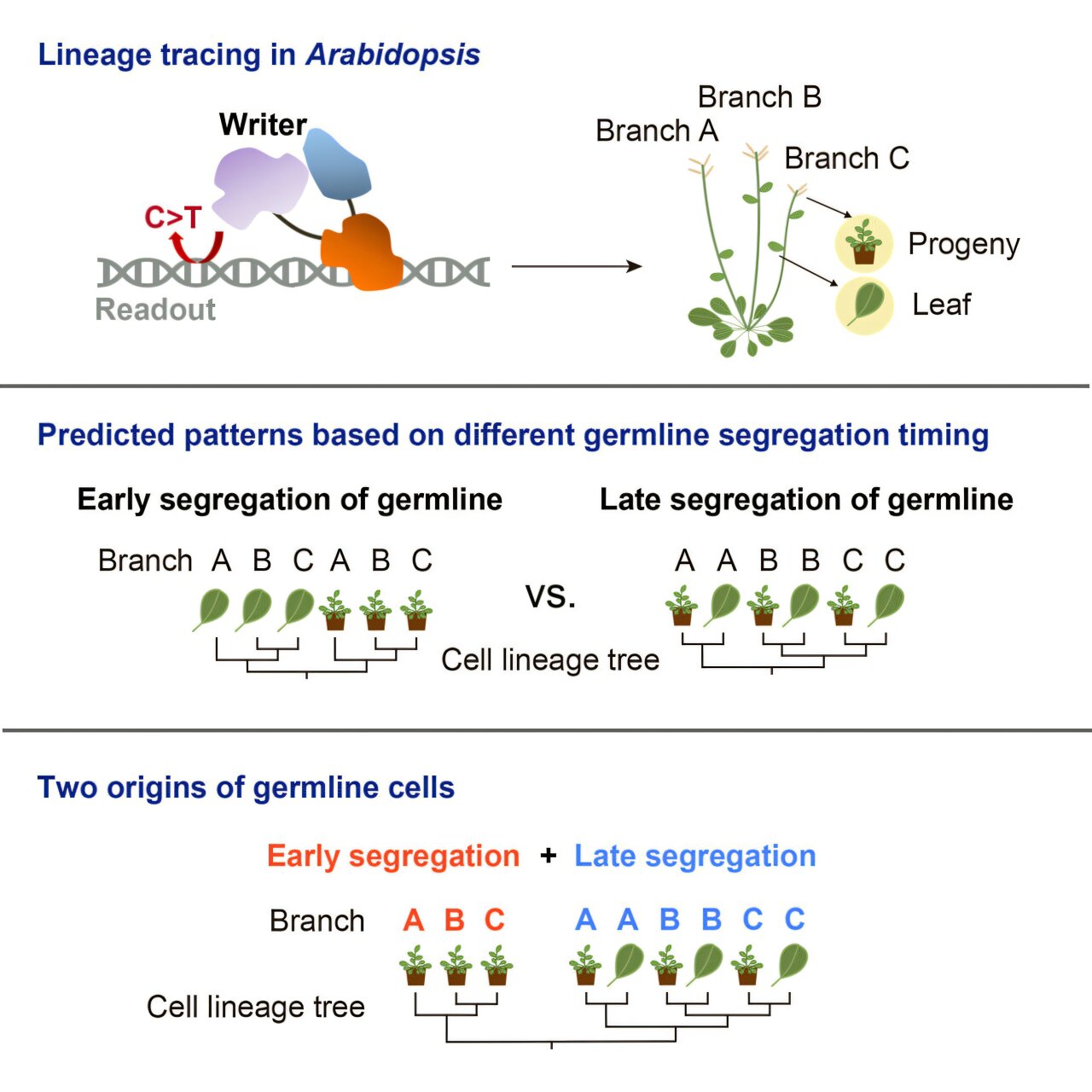 cell-lineage-tracing-r
