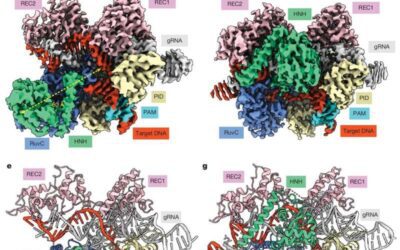 CRISPR variant selectively targets tumor DNA