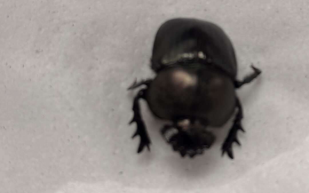 South Africa’s Copper Dung Beetles: The Tiny Giants Keeping the Savanna Alive