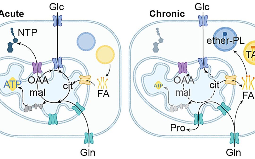 Mapping how metabolism rewires protein function in cancer