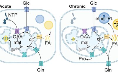 Mapping how metabolism rewires protein function in cancer