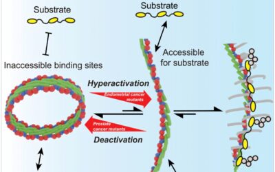 ‘Double-donut’ structure of SPOP protein reveals mechanism of unexplained cancer mutations