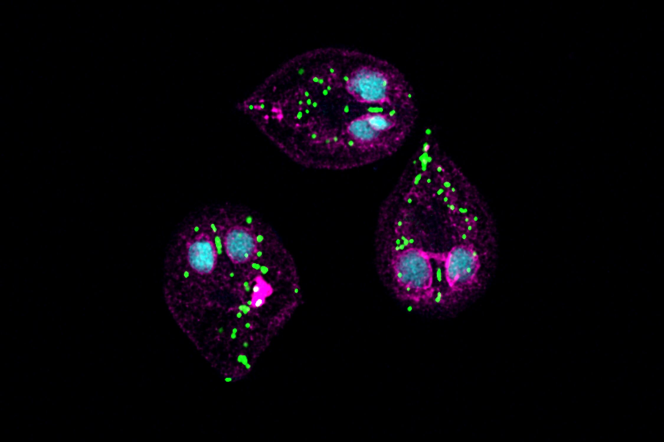 fluorescence-microscop-3